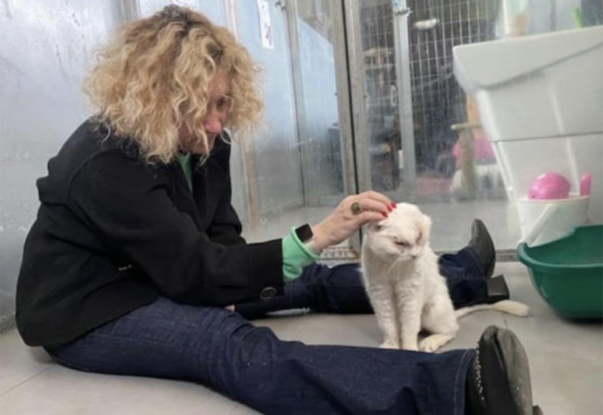 dalla colonia felina al rifugio briana cerca coccole e serenit224