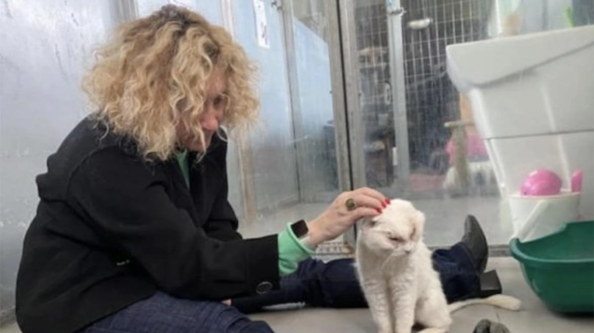 Dalla colonia felina al rifugio. Briana cerca coccole e serenità