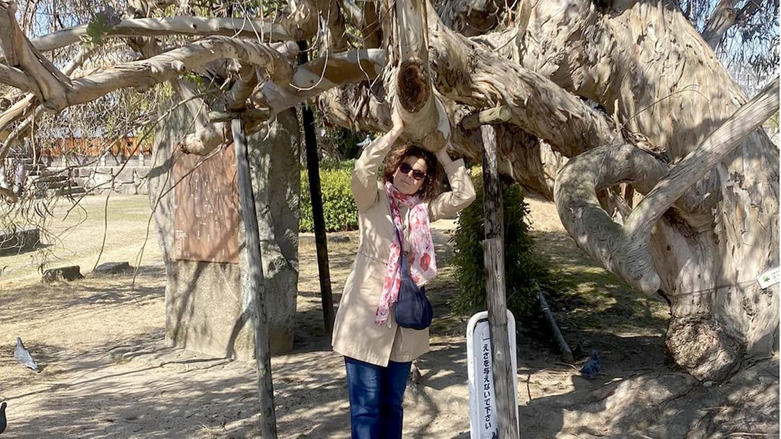 A Bellusco l’albero di Hiroshima: sopravvissuto alla bomba atomica, metterà radici anche in Brianza