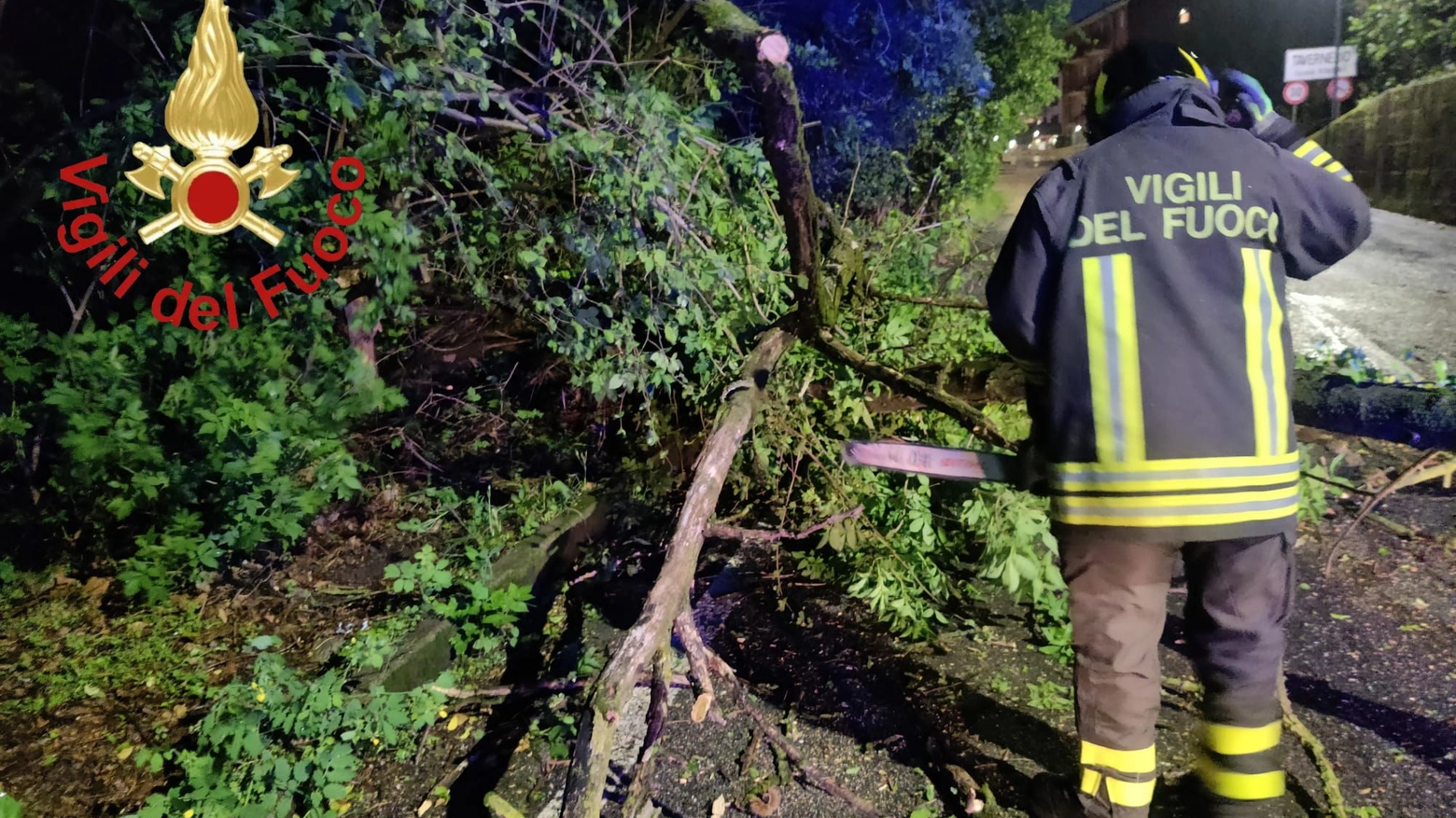 L'albero caduto in via Borgovico a Como
