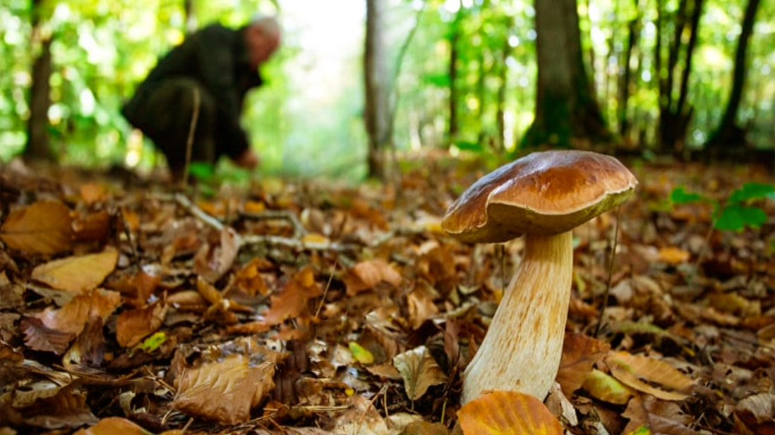 Un cercatore di funghi (foto d'archivio) Un cercatore di funghi (foto d'archivio)