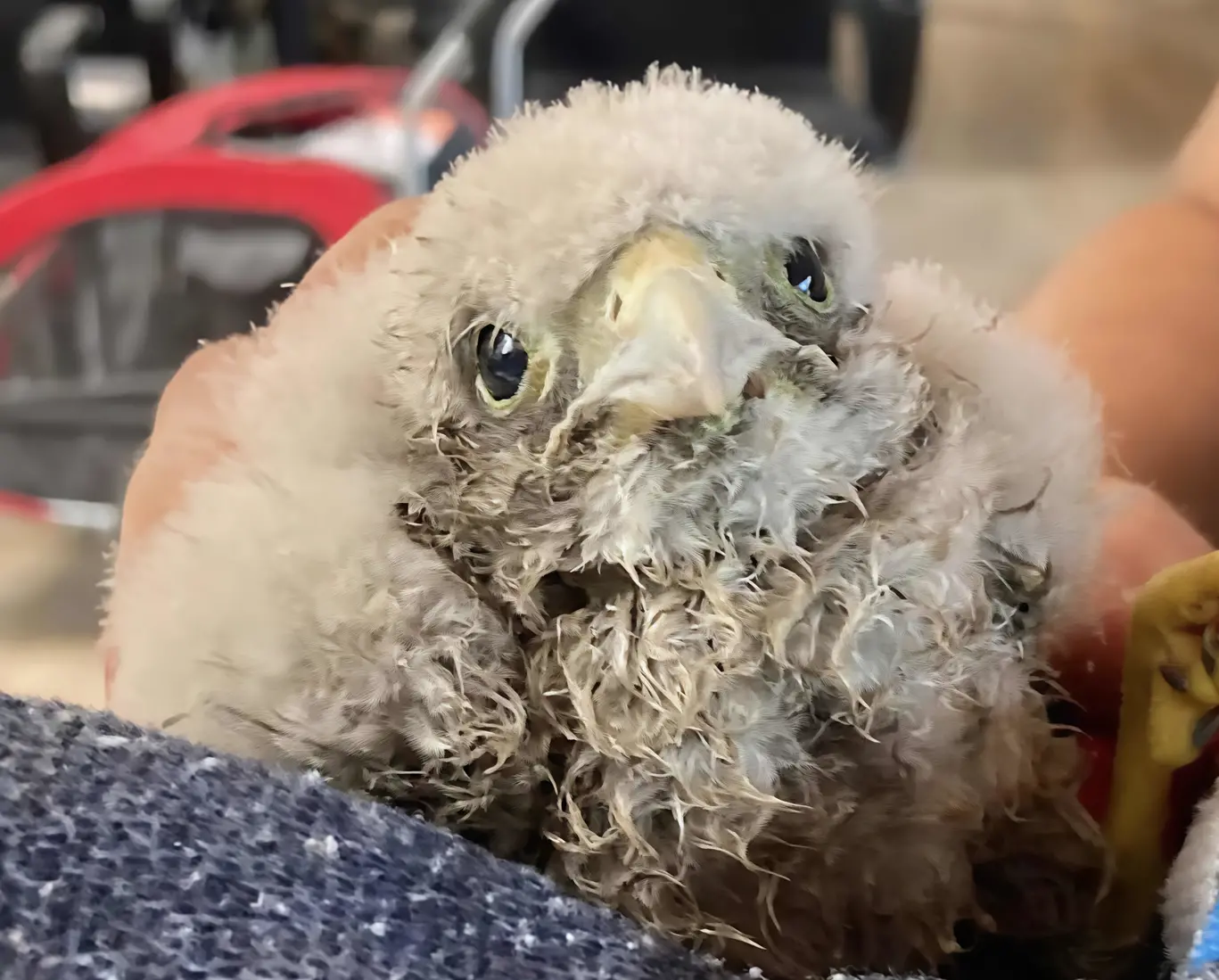 Come uccelli caduti dal nido. Regole per salvare i piccoli pennuti