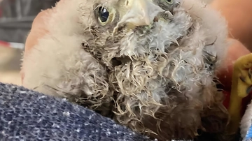 Come uccelli caduti dal nido. Regole per salvare i piccoli pennuti