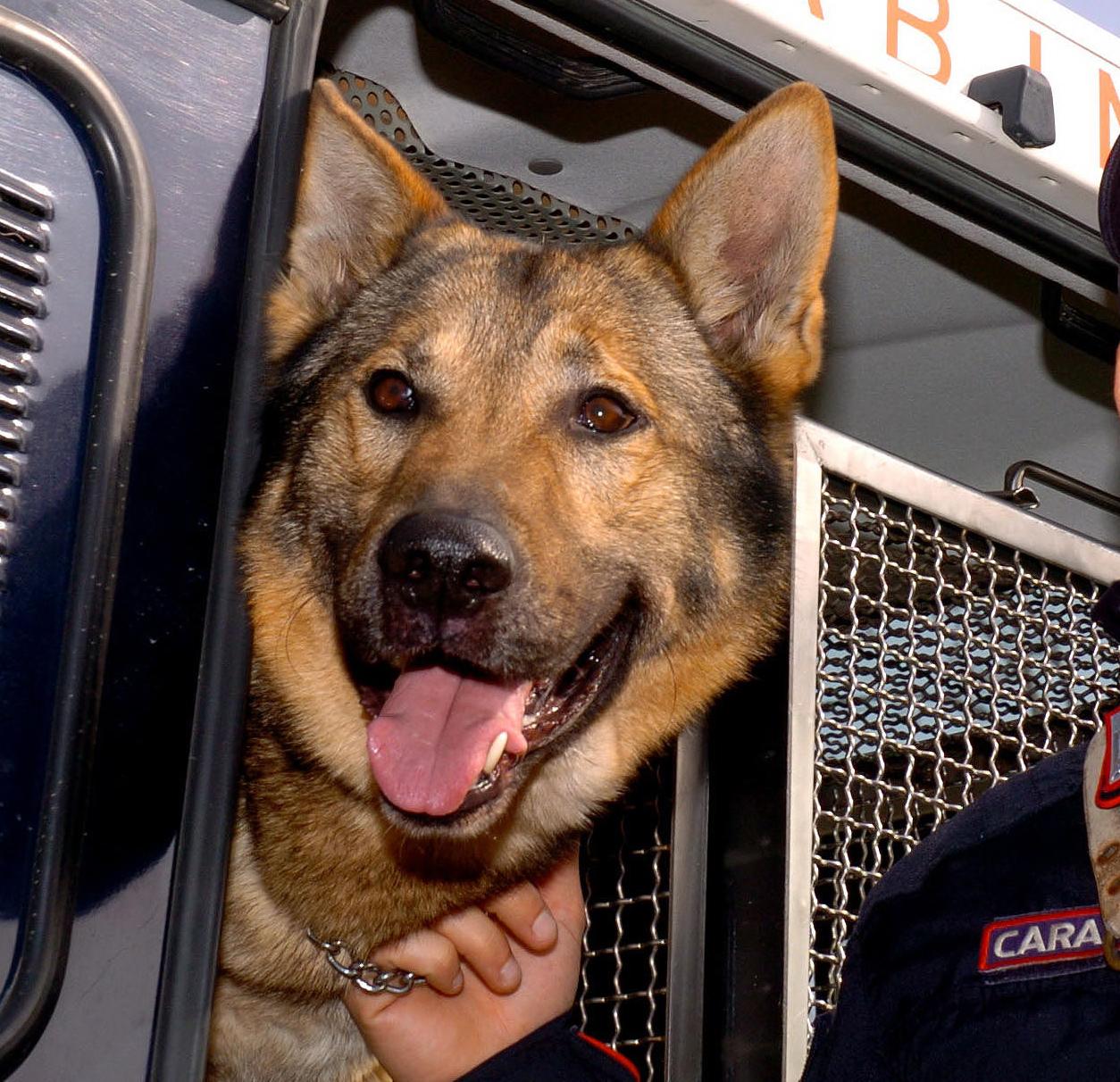 treviglio cane chiuso in auto sotto il sole denunciata la padrona