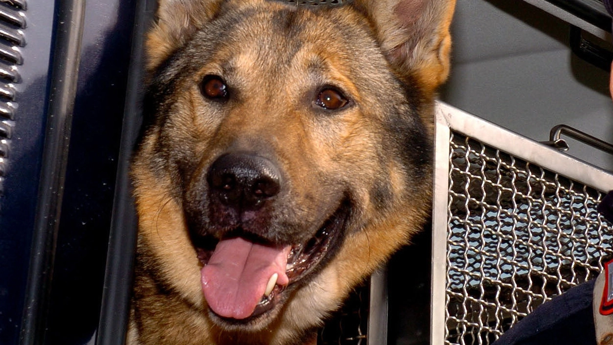 Treviglio, lascia il suo cane chiuso in macchina sotto il sole