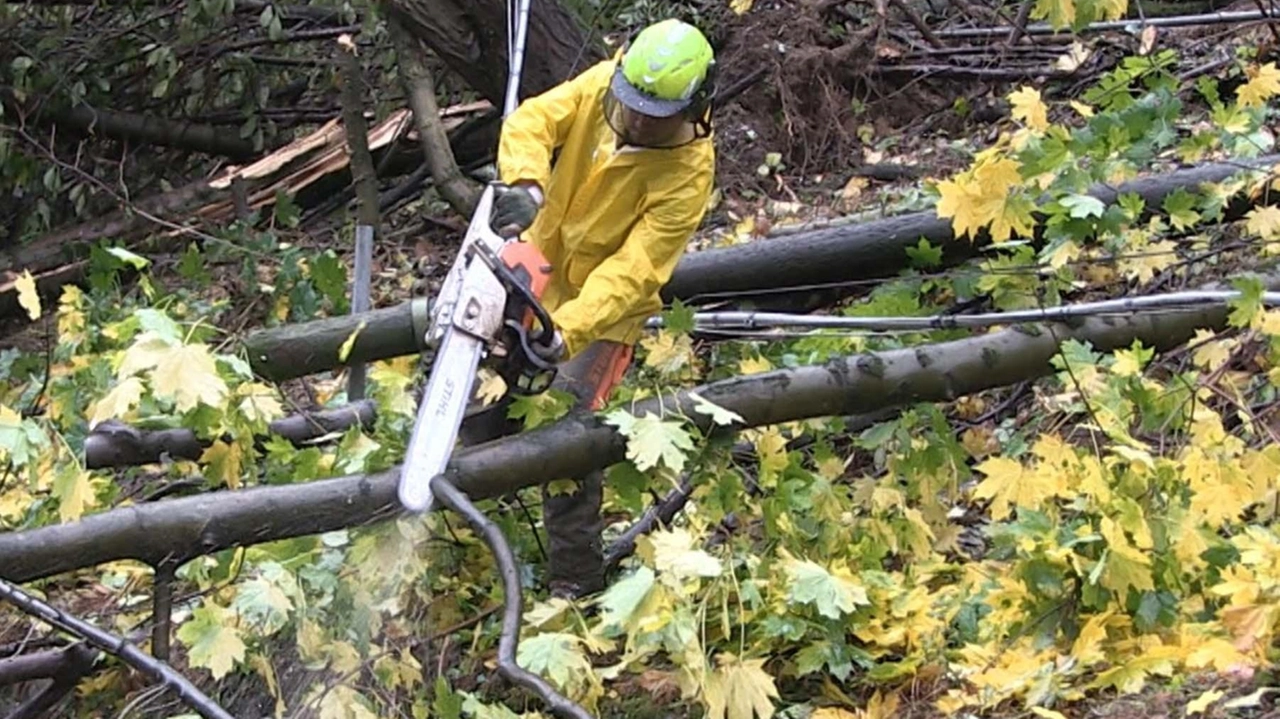 La Camera di Commercio di Sondrio mette a disposizione centomila euro. L’obiettivo è valorizzare la filiera bosco-legno che agisce in modo responsabile. .