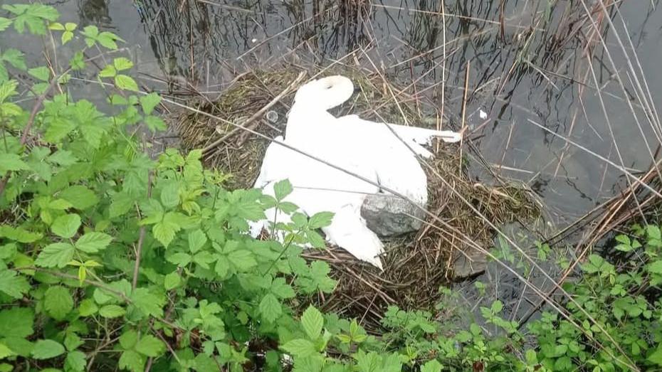 pisogne cigno preso a bastonate e ucciso nel lago d8217iseo