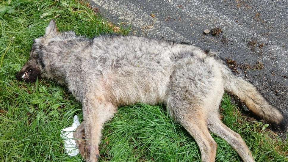 La giovane lupa trovata morta