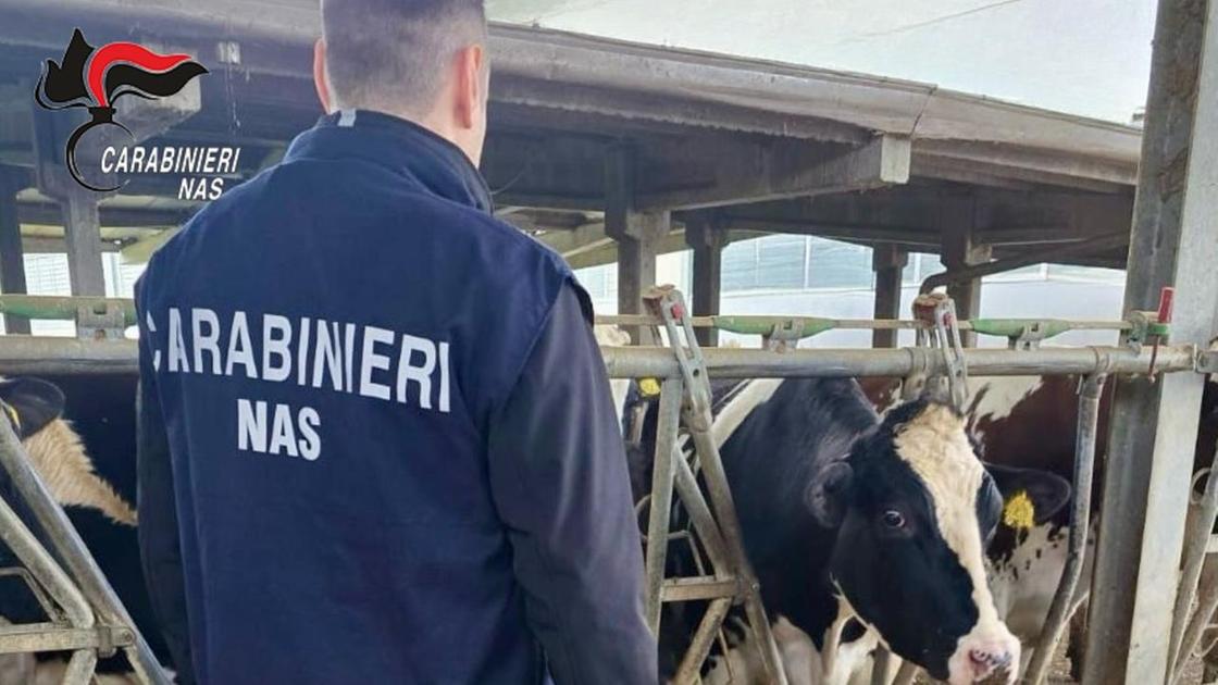 Controlli dei Nas tra vitelli e asini: "Come un lager" Controlli dei Nas tra vitelli e asini: "Come un lager"