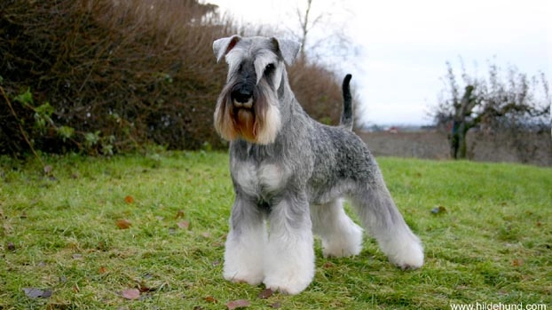 Un esemplare di Schnauzer nano