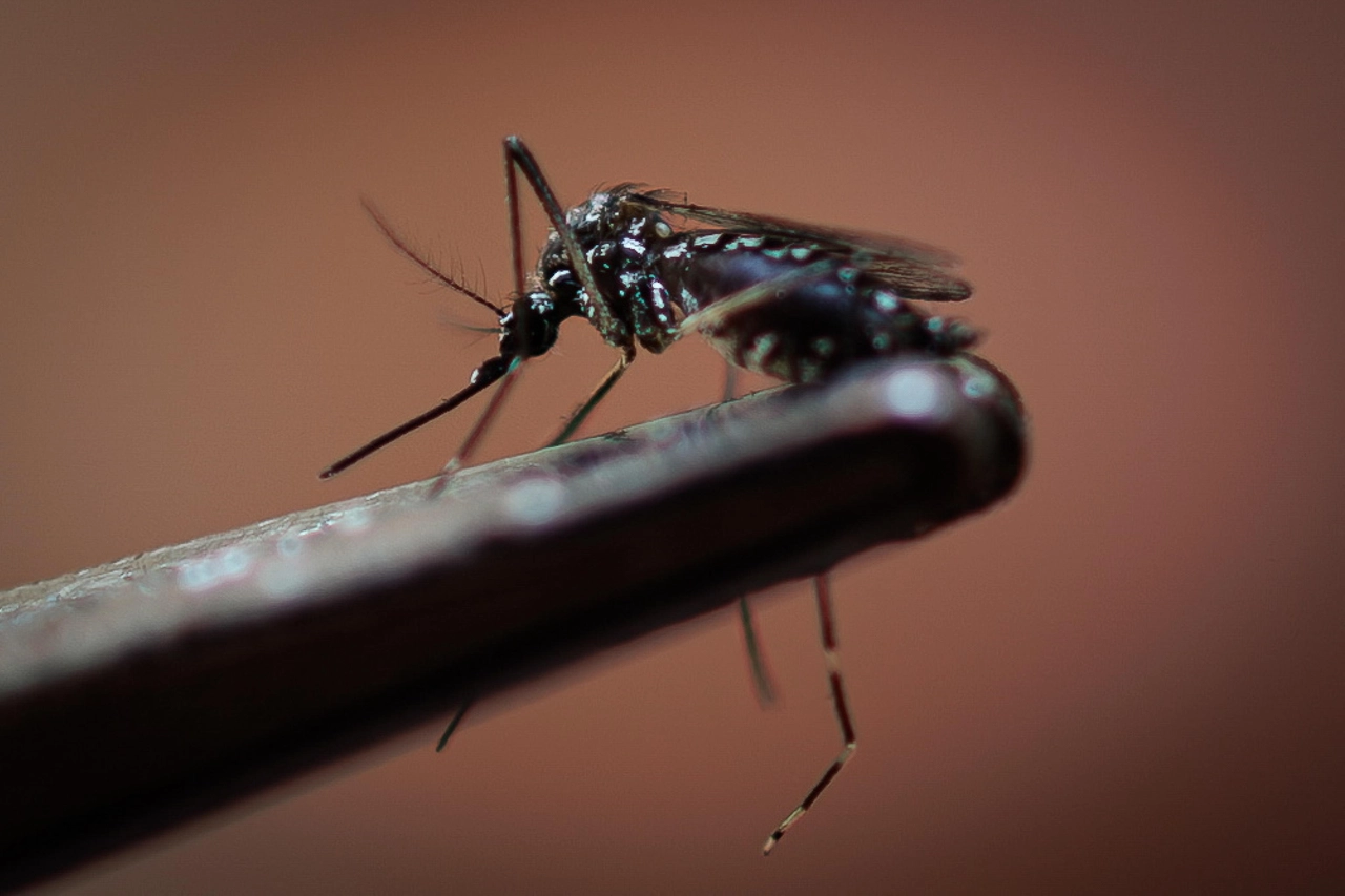 Il virus viene trasmesso all'uomo dalle zanzare