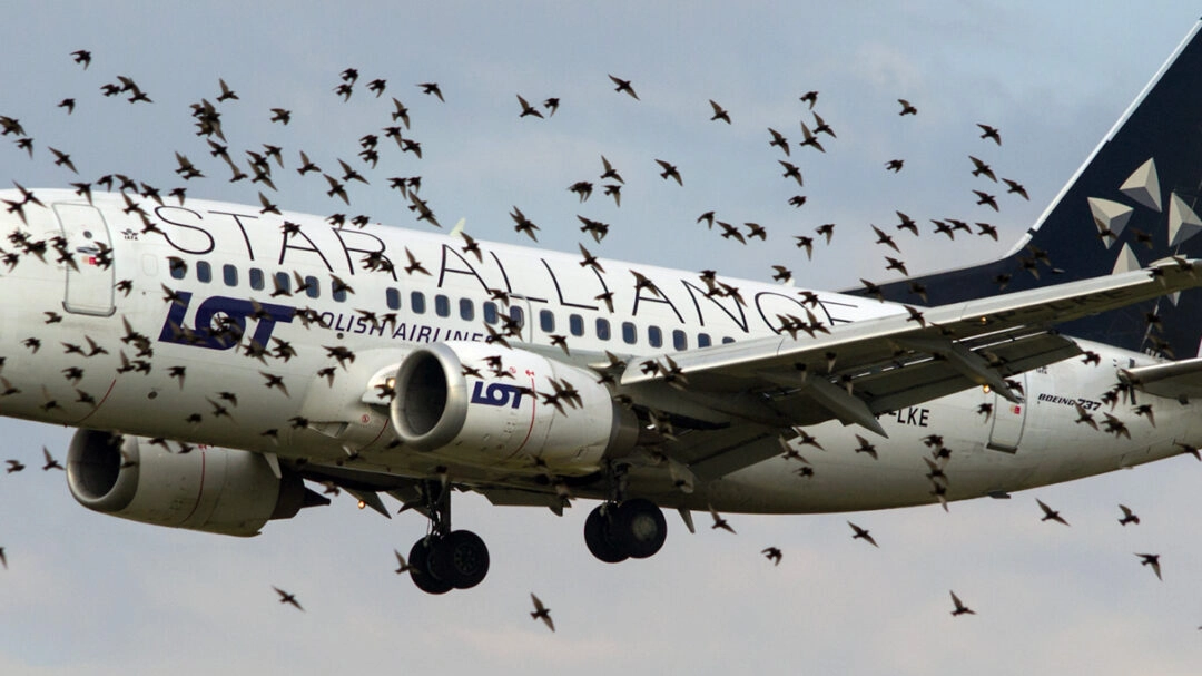 Uno stormo di volatili circonda la fusoliera di un aereo (Archivio)
