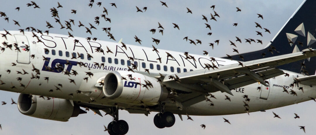 Bird Strike, quando aerei e uccelli si scontrano. Quanti sono negli aeroporti lombardi. E perché avvengono