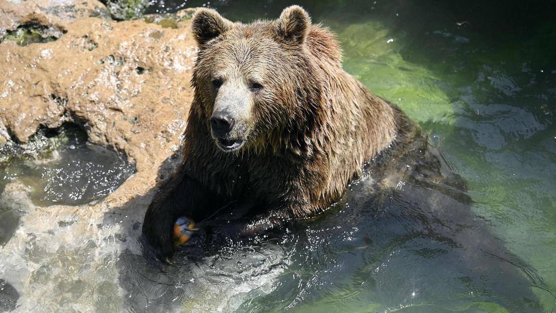 valsabbia paura per l8217orso mangiatore di asini in meno di un mese ne ha fatti fuori sei