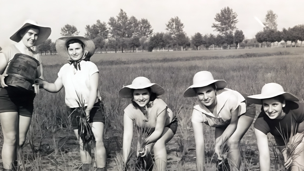 Il riso Carnaroli? È nato nel Sud Milano. Era il 1945 quando un agronomo di Paullo, Angelo De Vecchi, incrociò... Il riso Carnaroli? È nato nel Sud Milano. Era il 1945 quando un agronomo di Paullo, Angelo De Vecchi, incrociò...