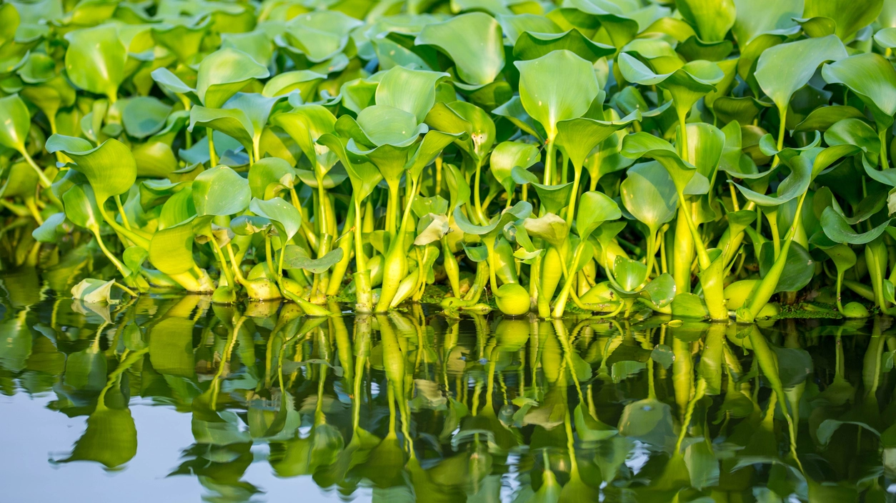 Il giacinto d'acqua, pianta aliena invasiva originaria dell'Amazzonia e amatissima anche da Napoleone Il giacinto d'acqua, pianta aliena invasiva originaria dell'Amazzonia e amatissima anche da Napoleone