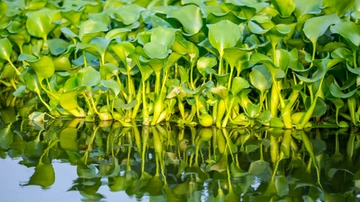 Specie aliene, le piante transformers “minaccia per l’ecosistema”. Giacinto d’acqua, cosa c’entra Napoleone?