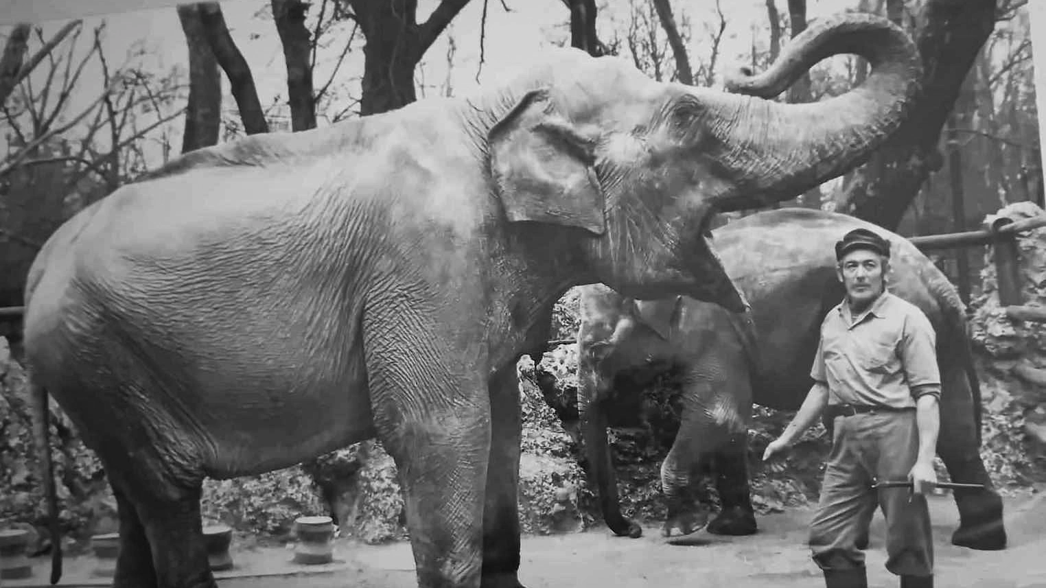 Storia e leggenda di Bombay, la super star dei giardini zoologici, vissuta per quasi 50 anni sotto la Madonnina e mito per generazioni di milanesi