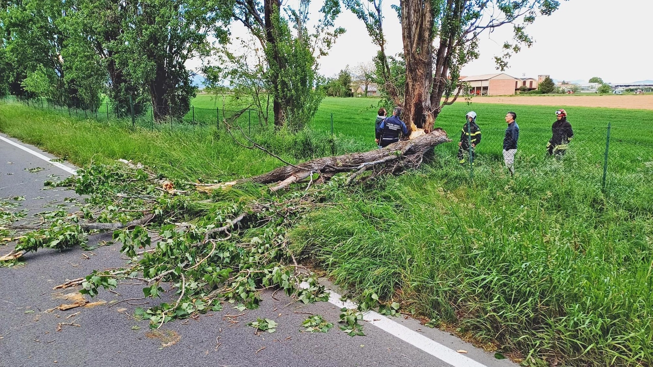 Colpito dal ramo di un albero che stava tagliando (foto d'archivio)