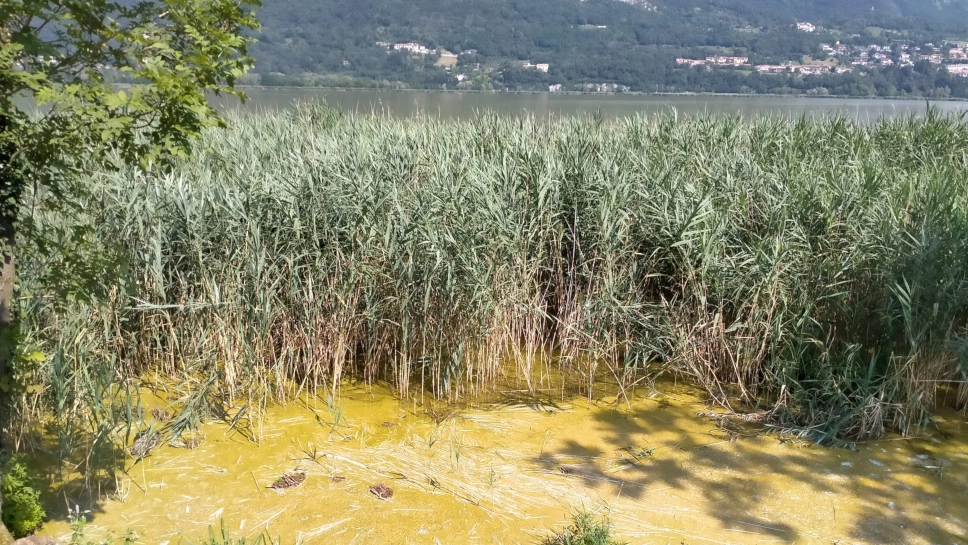 Il lago giallo di Annone Brianza Il lago giallo di Annone Brianza