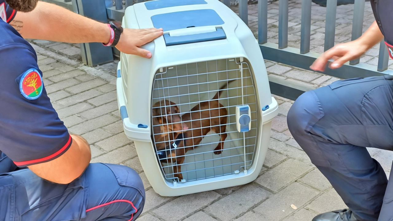 Un bassotto è stato salvato da maltrattamenti grazie alla segnalazione di un testimone ai carabinieri forestali di Como. Il cane è stato sequestrato e affidato a un'associazione per le cure necessarie. I militari sottolineano l'importanza di proteggere gli animali da abusi e abbandoni. Un bassotto è stato salvato da maltrattamenti grazie alla segnalazione di un testimone ai carabinieri forestali di Como. Il cane è stato sequestrato e affidato a un'associazione per le cure necessarie. I militari sottolineano l'importanza di proteggere gli animali da abusi e abbandoni.