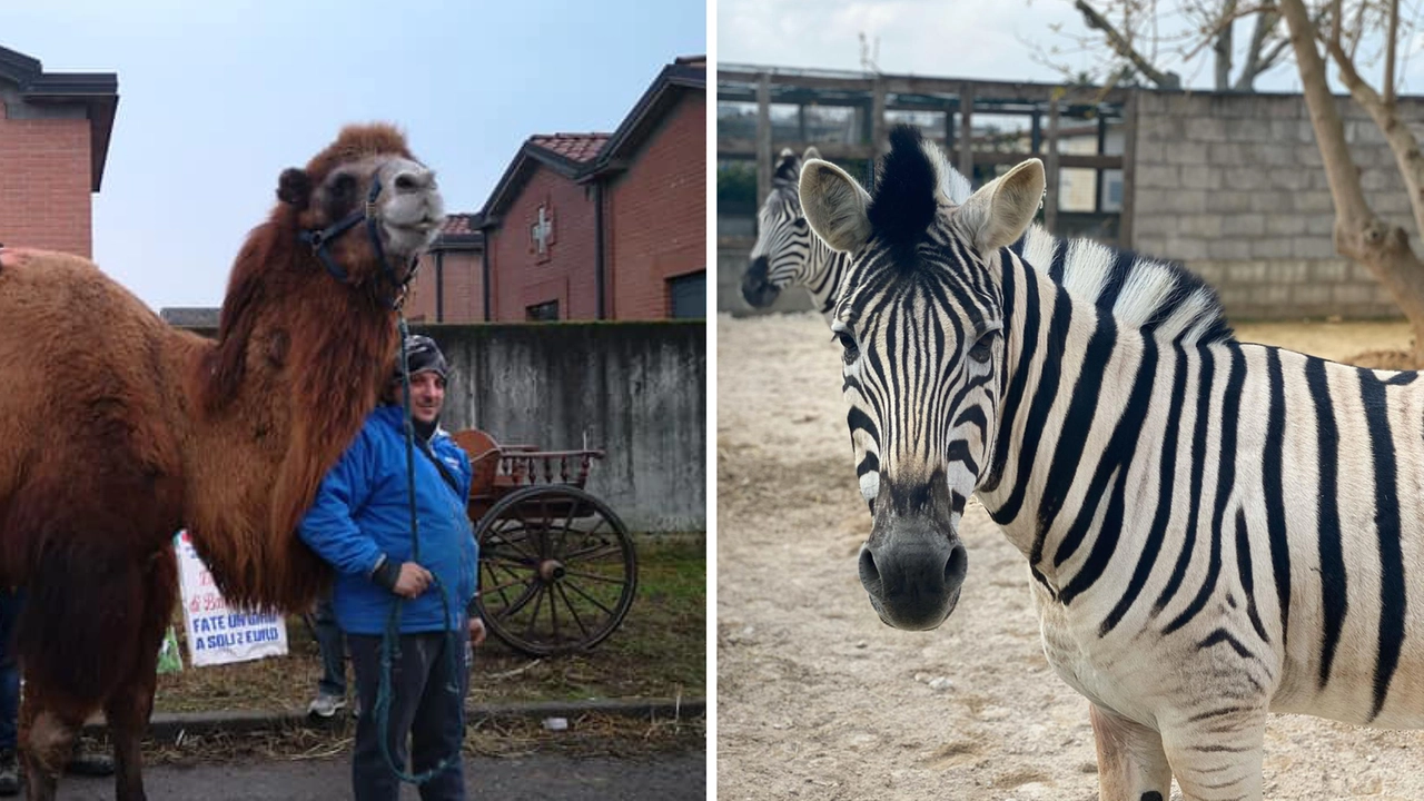 Alcuni degli animali della Fazenda Rocco Alcuni degli animali della Fazenda Rocco