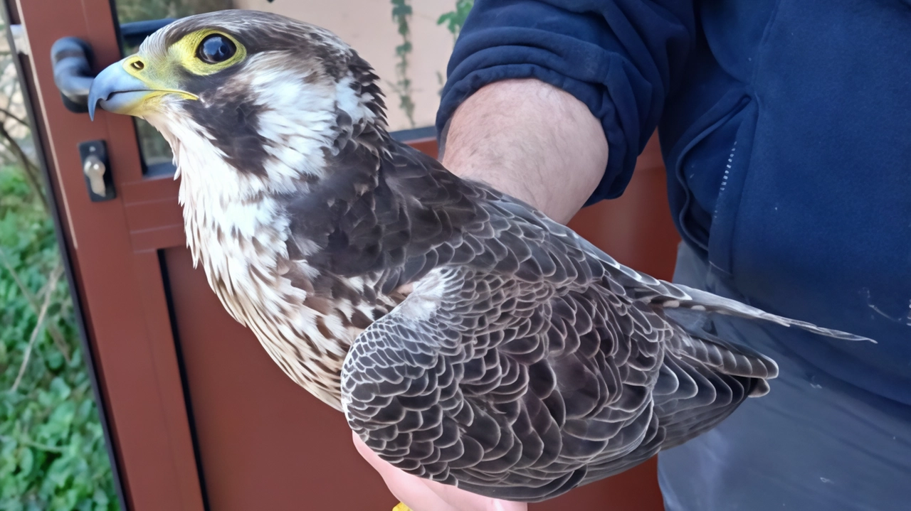 Malnate, il rapace ingannato dai riflessi dell’ufficio Ats ha riportato gravi ferite. Grazie al tempestivo soccorso dei volontari è stato affidato al Cras di Vanzago. Malnate, il rapace ingannato dai riflessi dell’ufficio Ats ha riportato gravi ferite. Grazie al tempestivo soccorso dei volontari è stato affidato al Cras di Vanzago.