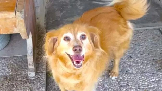 Abbandonati per diversi giorni all’interno di un giardino senza cibo e acqua. È la disavventura vissuta da due cani salvati... Abbandonati per diversi giorni all’interno di un giardino senza cibo e acqua. È la disavventura vissuta da due cani salvati...