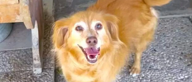 Chiude la casa e abbandona i cani al loro destino. Denunciato