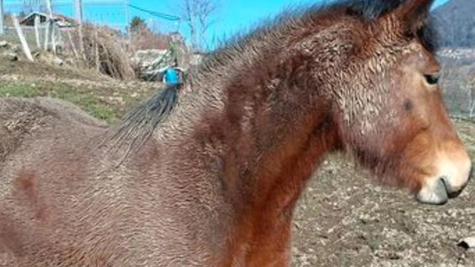 Le cavalle dopo una vita difficile erano poi state acquistate da un agriturismo di Cremona Le cavalle dopo una vita difficile erano poi state acquistate da un agriturismo di Cremona
