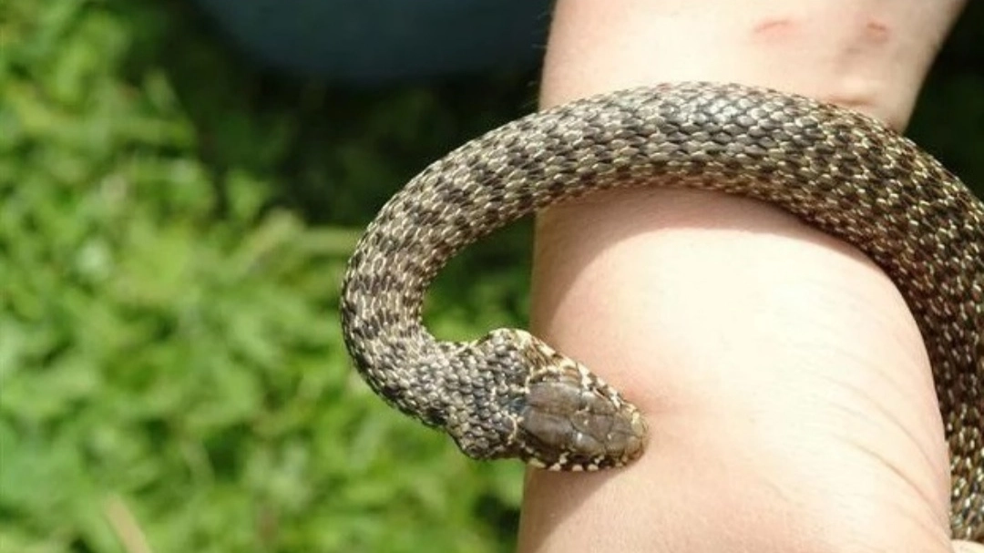 Cosa fare se si viene morsi da una vipera: prima di tutto allertare il 118