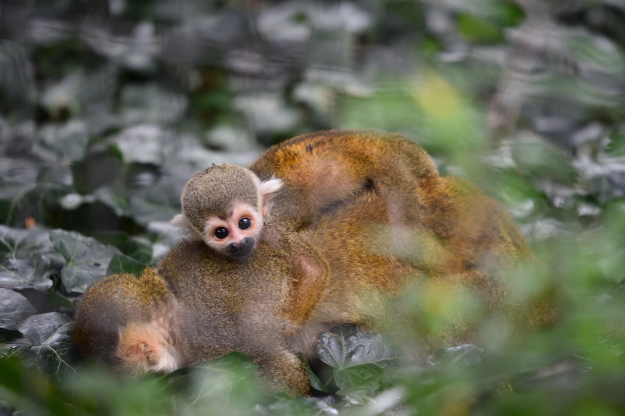 È nato un cucciolo di scimmia Saimiri Sciureus, specie minacciata dall’attività umana