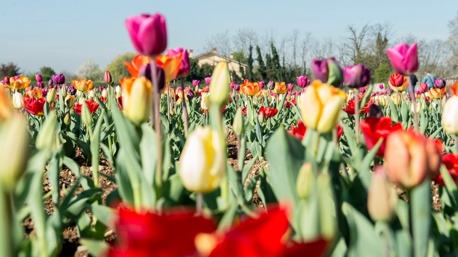 Il campo di tulipani ad Arese già in fioritura