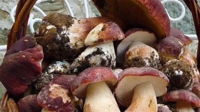 Sagre settembre 2025 in Lombardia: dove e quando: 10 eventi tra funghi, formaggio e zucca Sagre settembre 2025 in Lombardia: dove e quando: 10 eventi tra funghi, formaggio e zucca