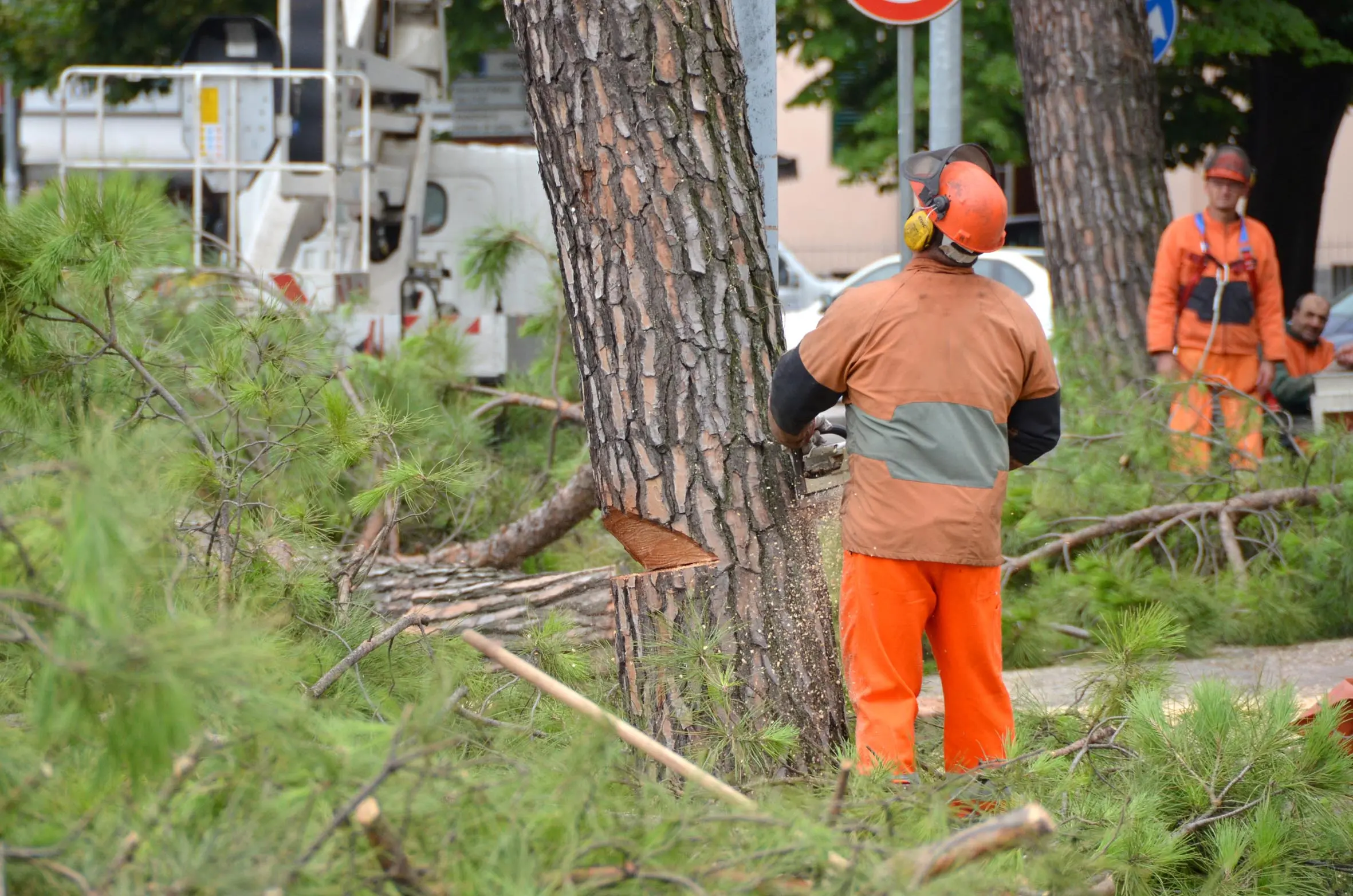 Besana, annuncia il taglio di 15 alberi: il sindaco Emanuele Pozzoli minacciato di morte