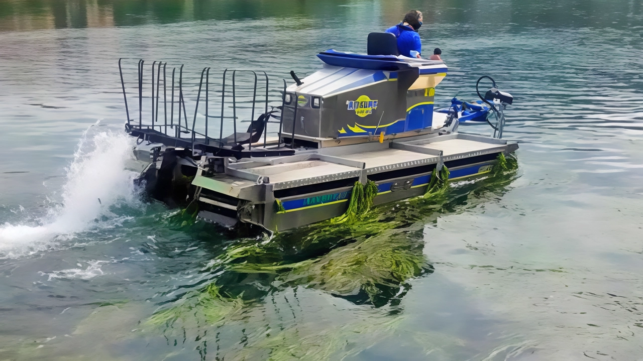 La vegetazione acquatica si sviluppa in maniera abnorme durante la stagione estiva sul lago La vegetazione acquatica si sviluppa in maniera abnorme durante la stagione estiva sul lago