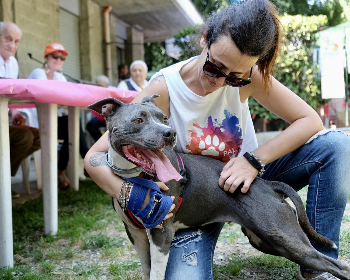 banchetti sfilate di moda e donazioni una giornata per gli amici a 4 zampe