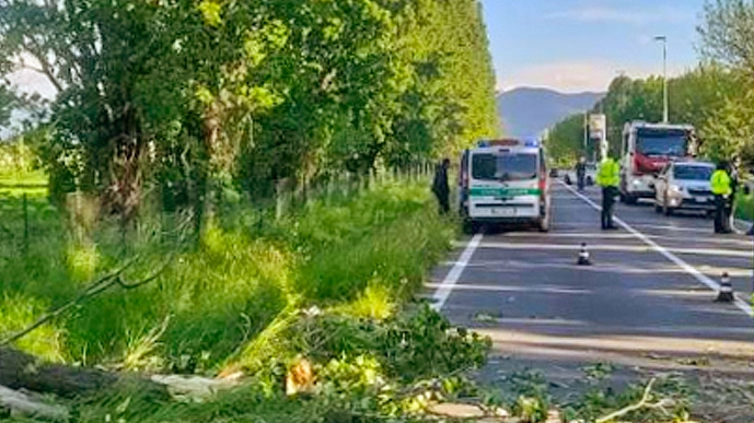 Giovedì i pioppi sono stati quasi tutti abbattuti o potati lungo la provinciale 42 Uno era in pessime condizioni ed è crollato anche per colpa del forte vento