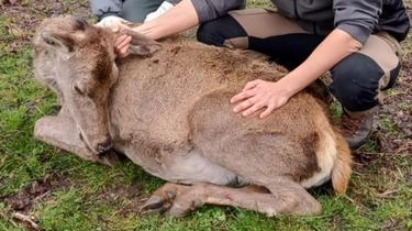 La cerva è stata addormentata Dopo i controlli veterinari è stata liberata sul Monte Bisbino