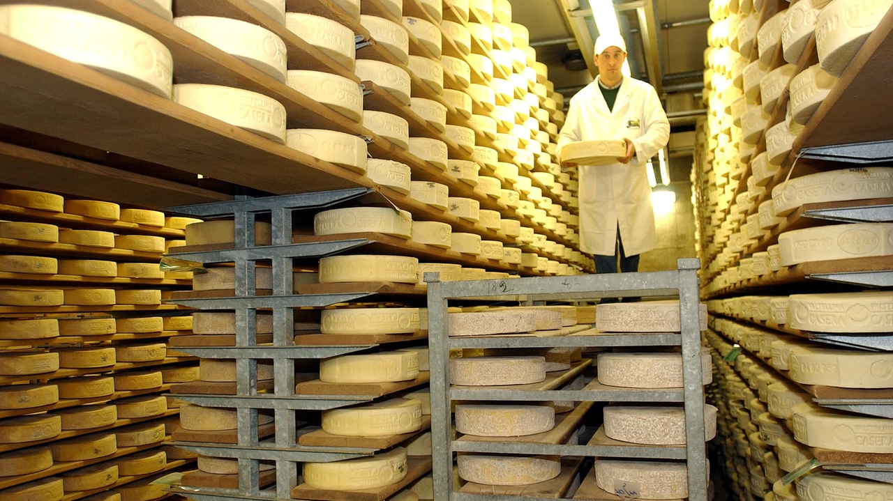 La stagionatura del formaggio La stagionatura del formaggio