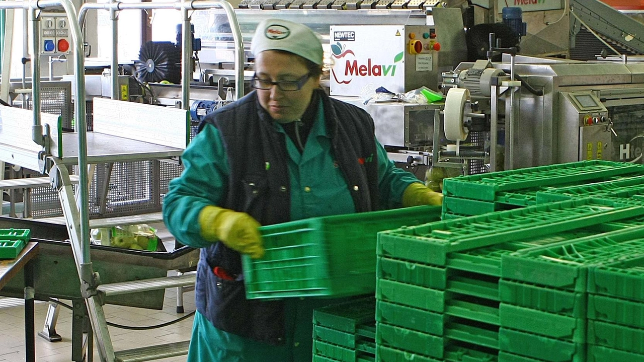 "Sono vicina alle aziende agricole, ai frutticoltori e alle famiglie colpite dalla crisi della cooperativa Melavì. La Regione si è... "Sono vicina alle aziende agricole, ai frutticoltori e alle famiglie colpite dalla crisi della cooperativa Melavì. La Regione si è...
