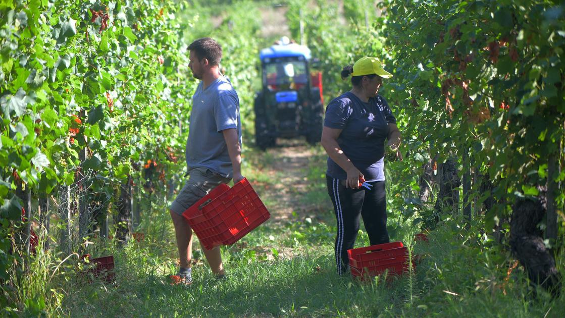 Franciacorta, vendemmia record. Ma i dazi frenano l’entusiasmo Franciacorta, vendemmia record. Ma i dazi frenano l’entusiasmo