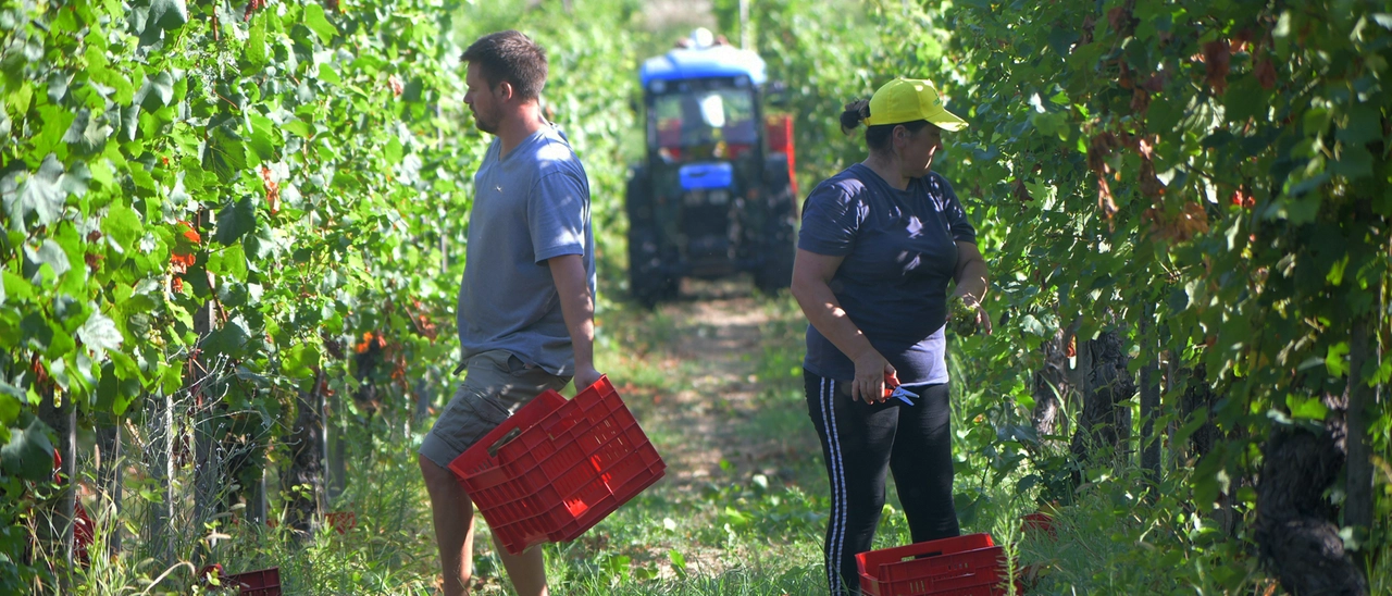 Franciacorta, vendemmia record. Ma i dazi frenano l’entusiasmo