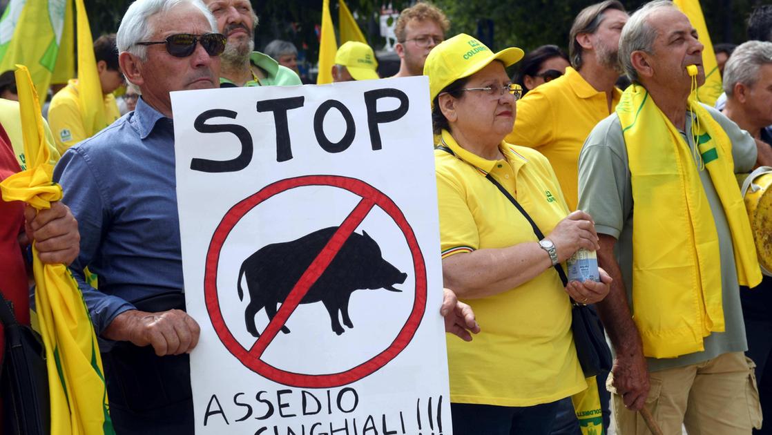 Stop alla caccia, Regione Lombardia non ci sta: scelta ideologica che mette a rischio il contenimento dei cinghiali Stop alla caccia, Regione Lombardia non ci sta: scelta ideologica che mette a rischio il contenimento dei cinghiali