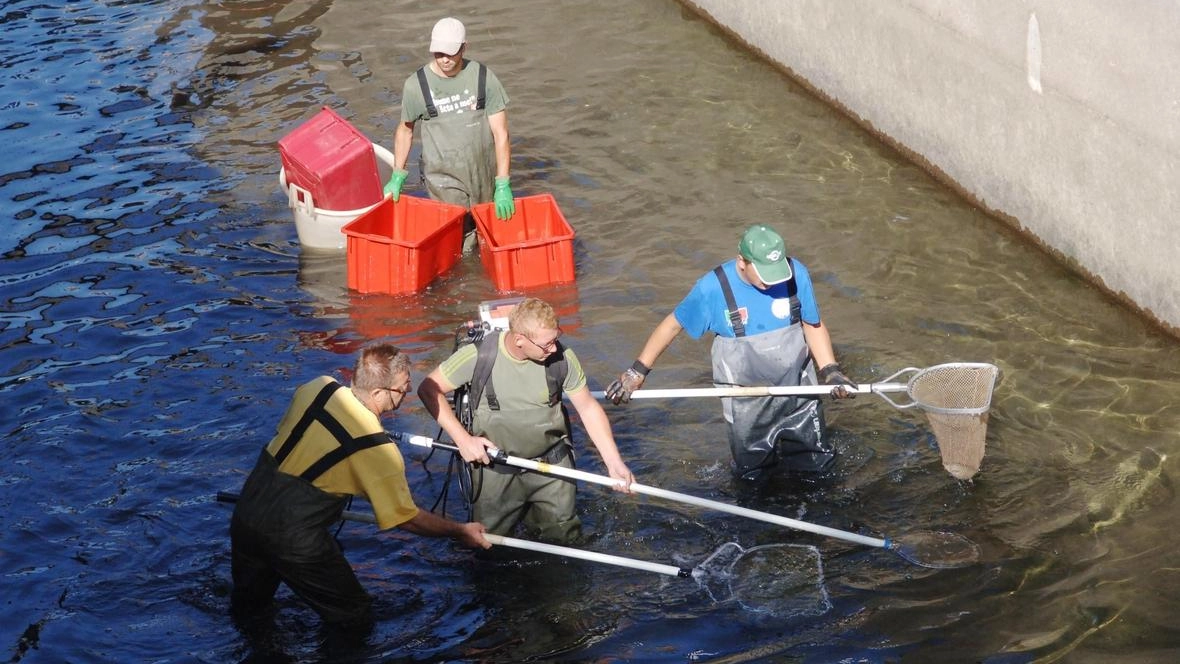 Il salvataggio dei pesci nel Naviglio Martesana: grandi lavori in. vista. da novembre fino alla primavera. Dopo molti anni di prosciugamenti parziali, torna l’asciutta totale