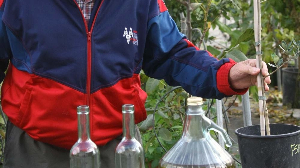 Il 12 aprile si saprà quale sarà il miglior olio extravergine valtellinese del 2024. È stata infatti fissata la data... Il 12 aprile si saprà quale sarà il miglior olio extravergine valtellinese del 2024. È stata infatti fissata la data...