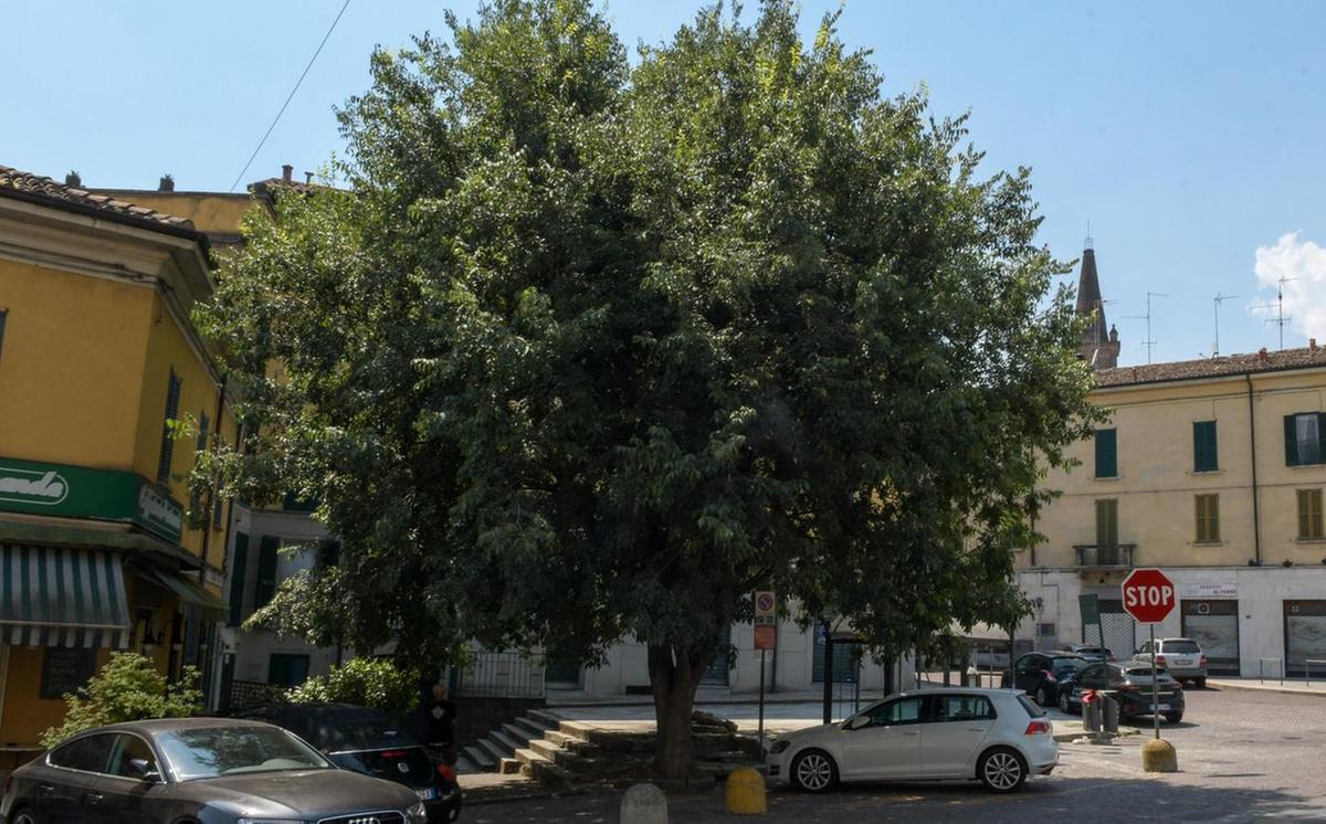 Residenti in campo a Cassano: "Il nostro albero non si tocca" Residenti in campo a Cassano: "Il nostro albero non si tocca"