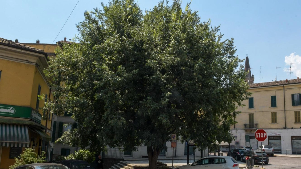 Si riaccende la polemica sull’annunciato taglio dell’albero a ridosso della piazza