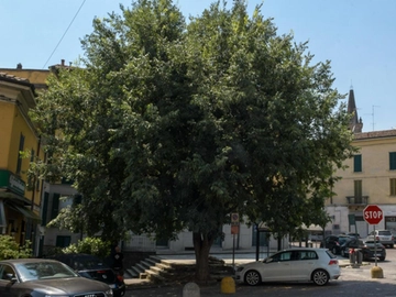 immagine articolo