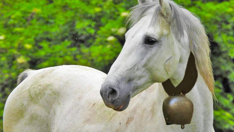 Selvino, il cavallo con il campanaccio disturba i turisti che chiedono al sindaco di “zittirlo” Selvino, il cavallo con il campanaccio disturba i turisti che chiedono al sindaco di “zittirlo”